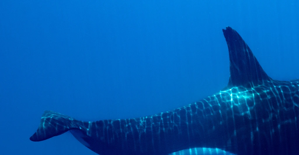 Orca who fatally attacked trainer and 'chewed concrete out of insanity' has died