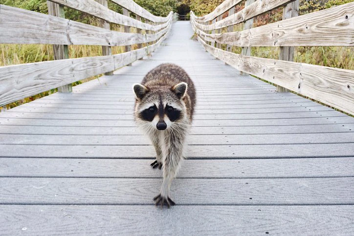 The Health Secretary apparently took a liking to raccoons. Credit: Getty Stock Images