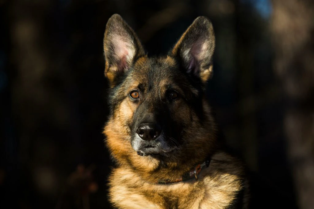 wp-image-1263198631 size-large