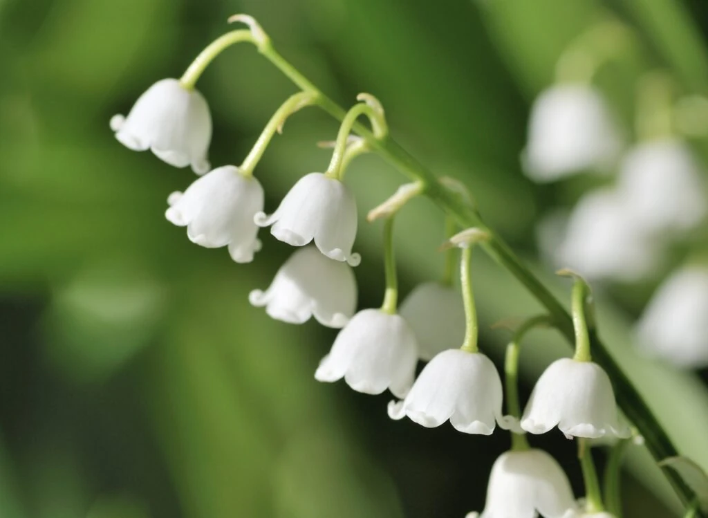 size-large wp-image-1263245410