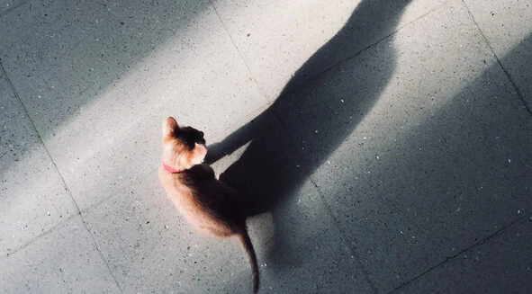 Woman pours water over neighbor's son after he did the same to her cat