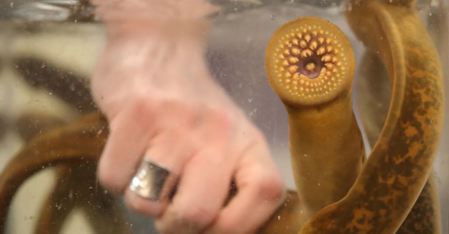 Man finds terrifying 'nightmare' creature that's reminding people of the movie 'Teeth'