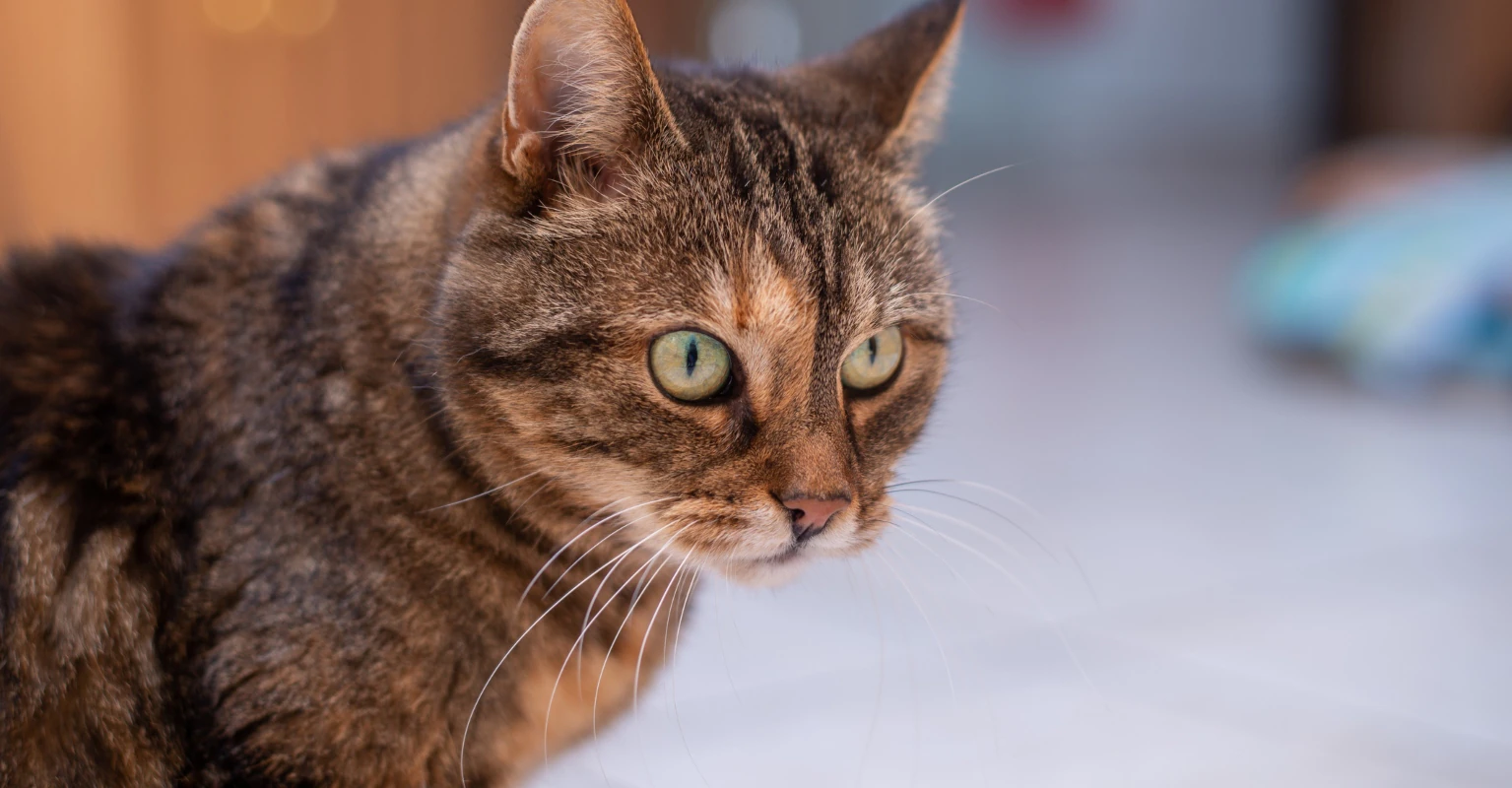 Person gets stomach-churning answer after asking social media what 'sesame-sized things' were on their bed