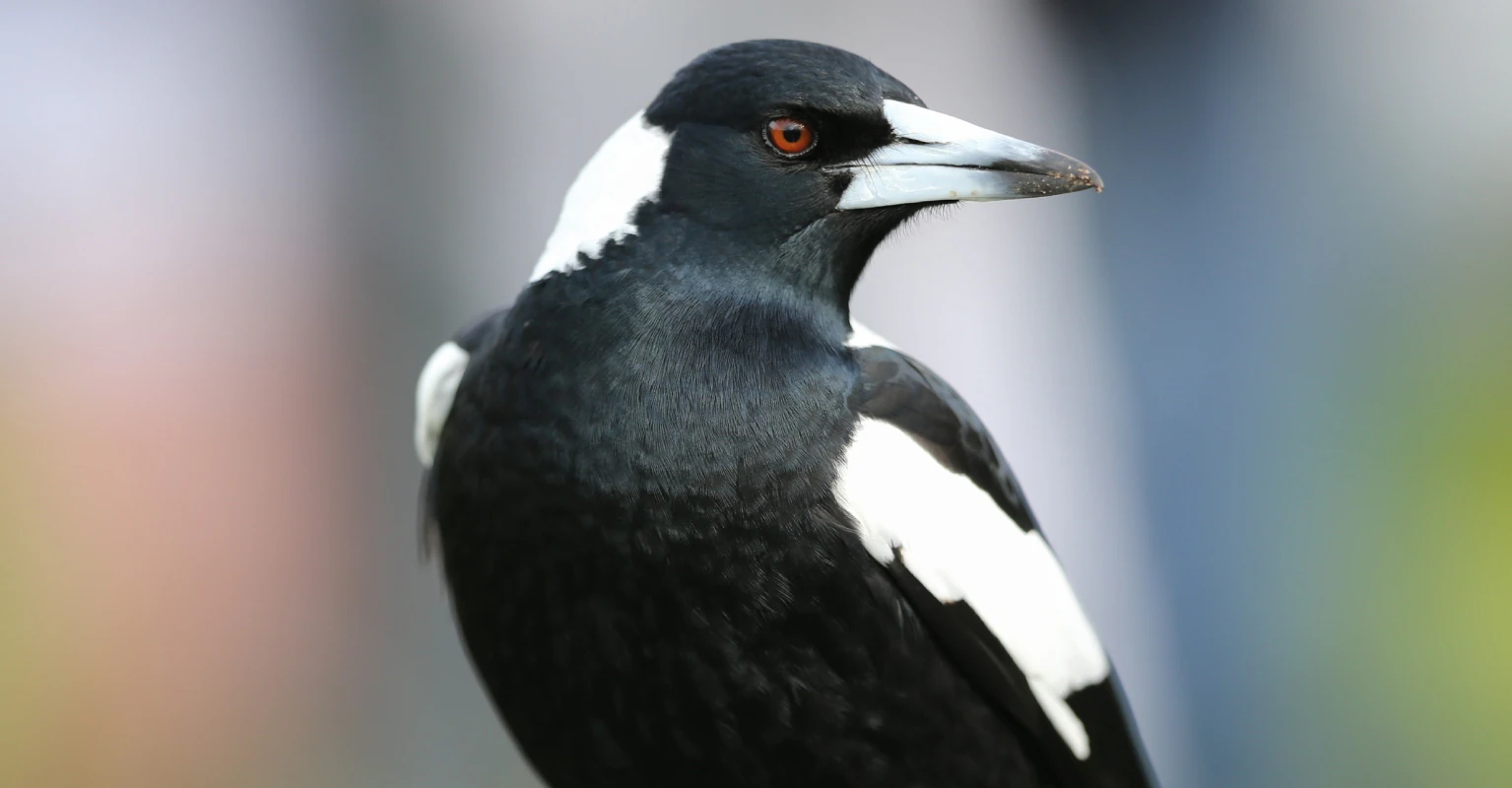 Molly the Magpie will be reunited with best friend Peggy the dog - but family must follow strict rules