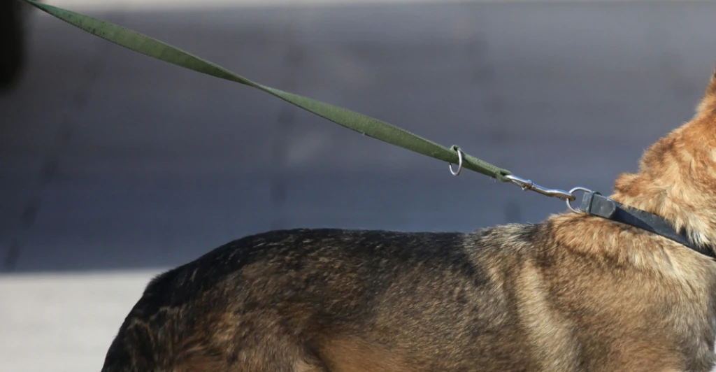 Specialist search dogs join hunt for missing teen Jay Slater